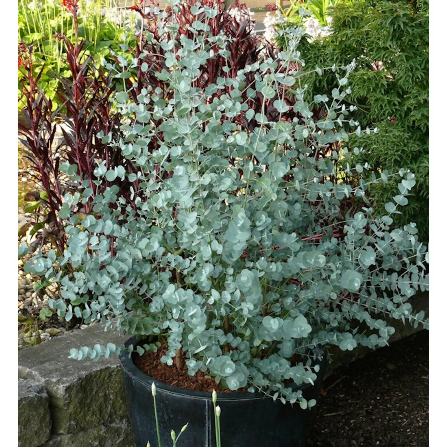 Winterharter Eukalyptus Azura 30-40cm - Eucalyptus gunnii günstig online kaufen