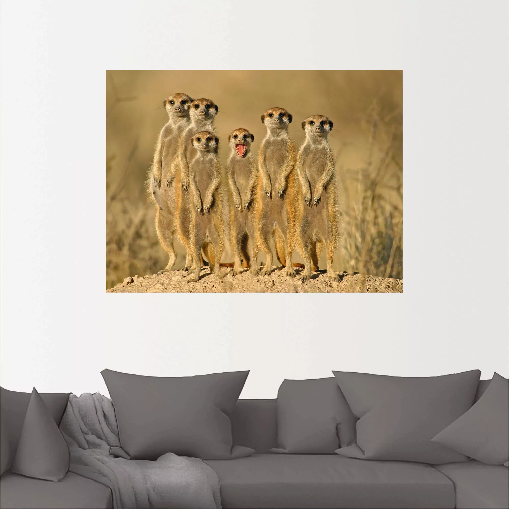 Artland Wandbild "Erdmännchen Familie", Wildtiere, (1 St.), als Alubild, Ou günstig online kaufen