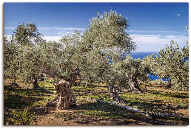 Artland Wandbild »Olivenhain in der Serra de Tramuntana«, Küstenbilder, (1 günstig online kaufen