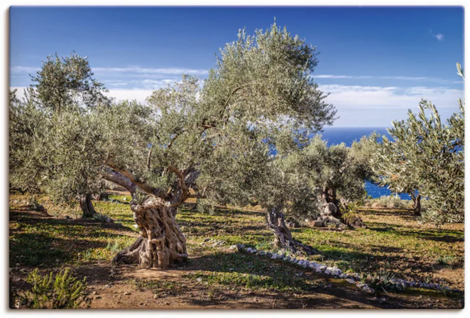 Artland Wandbild "Olivenhain in der Serra de Tramuntana", Küstenbilder, (1 günstig online kaufen