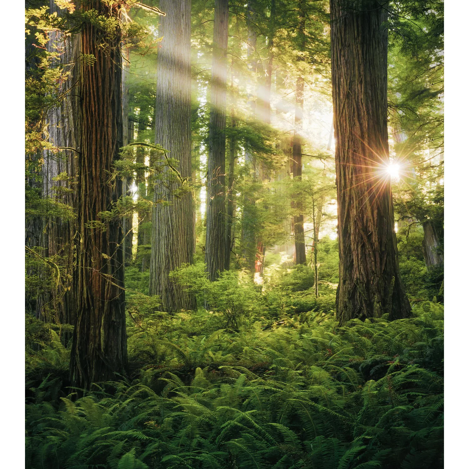 Vlies Fototapete Goblins Woods 250x280 cm günstig online kaufen