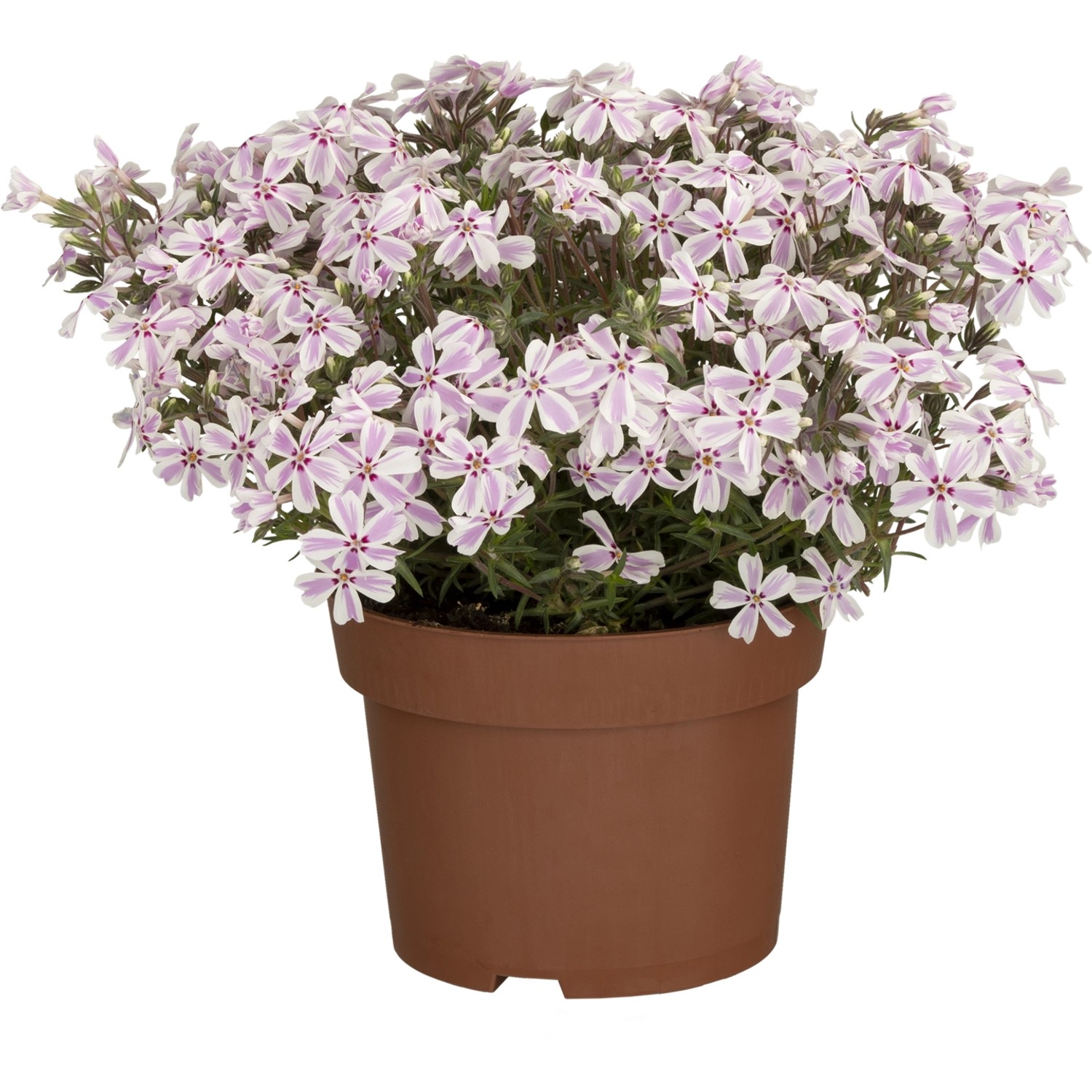 Teppich-Flammenblume Candy Stripes Rosa Topf-Ø ca. 9 x 9 cm Phlox subulata günstig online kaufen