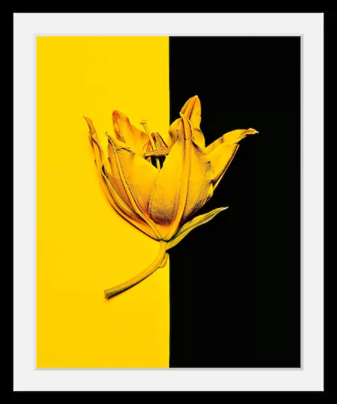 queence Bild »Blüte«, in 3 Größen, gerahmt günstig online kaufen
