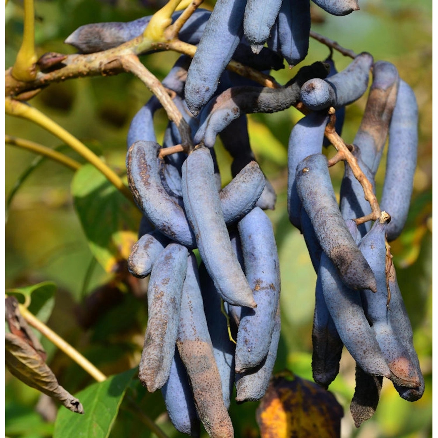 Blaugurkenbaum 80-100cm - Decaisnea fargesii günstig online kaufen