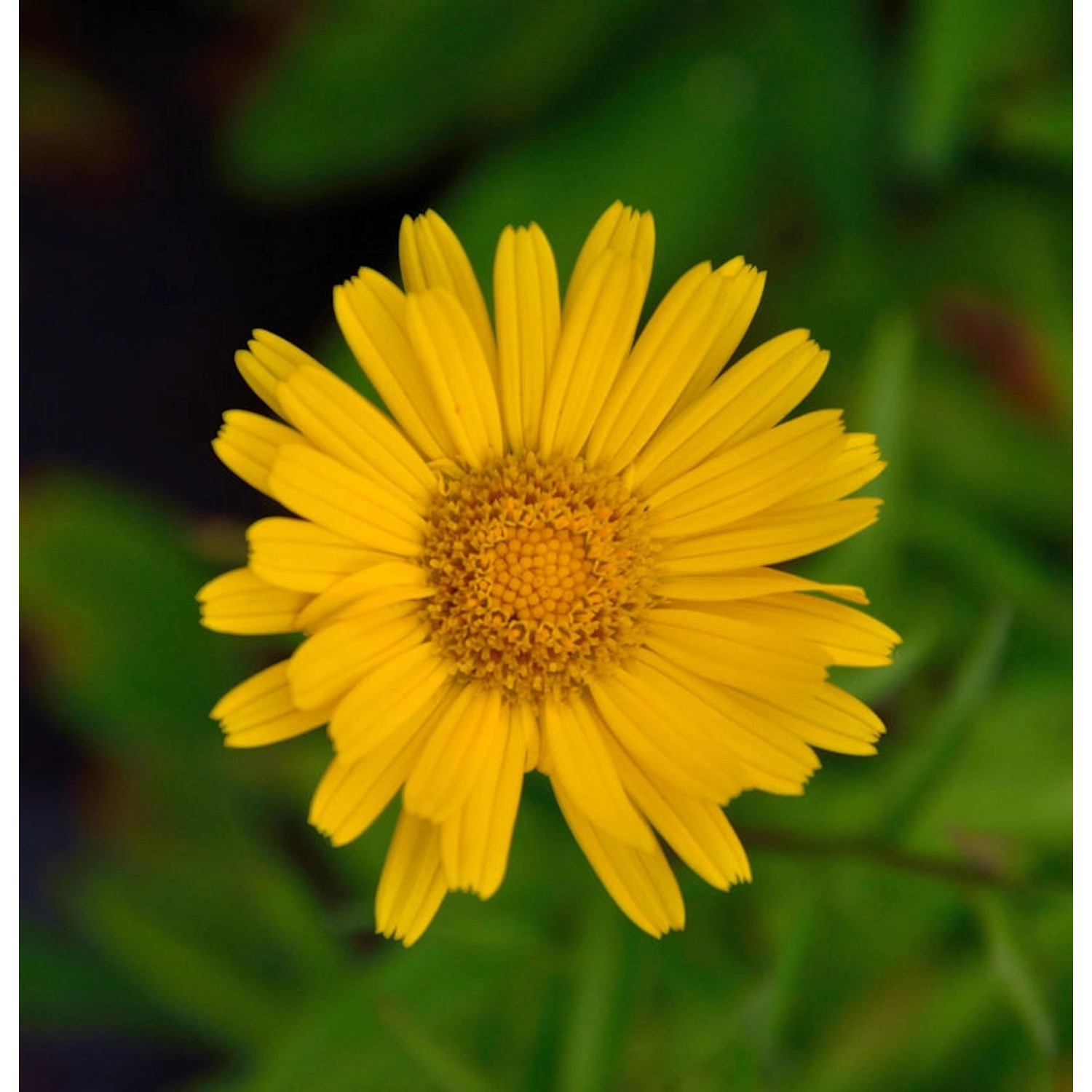 Ochsenauge - Buphthalmum salicifolium günstig online kaufen