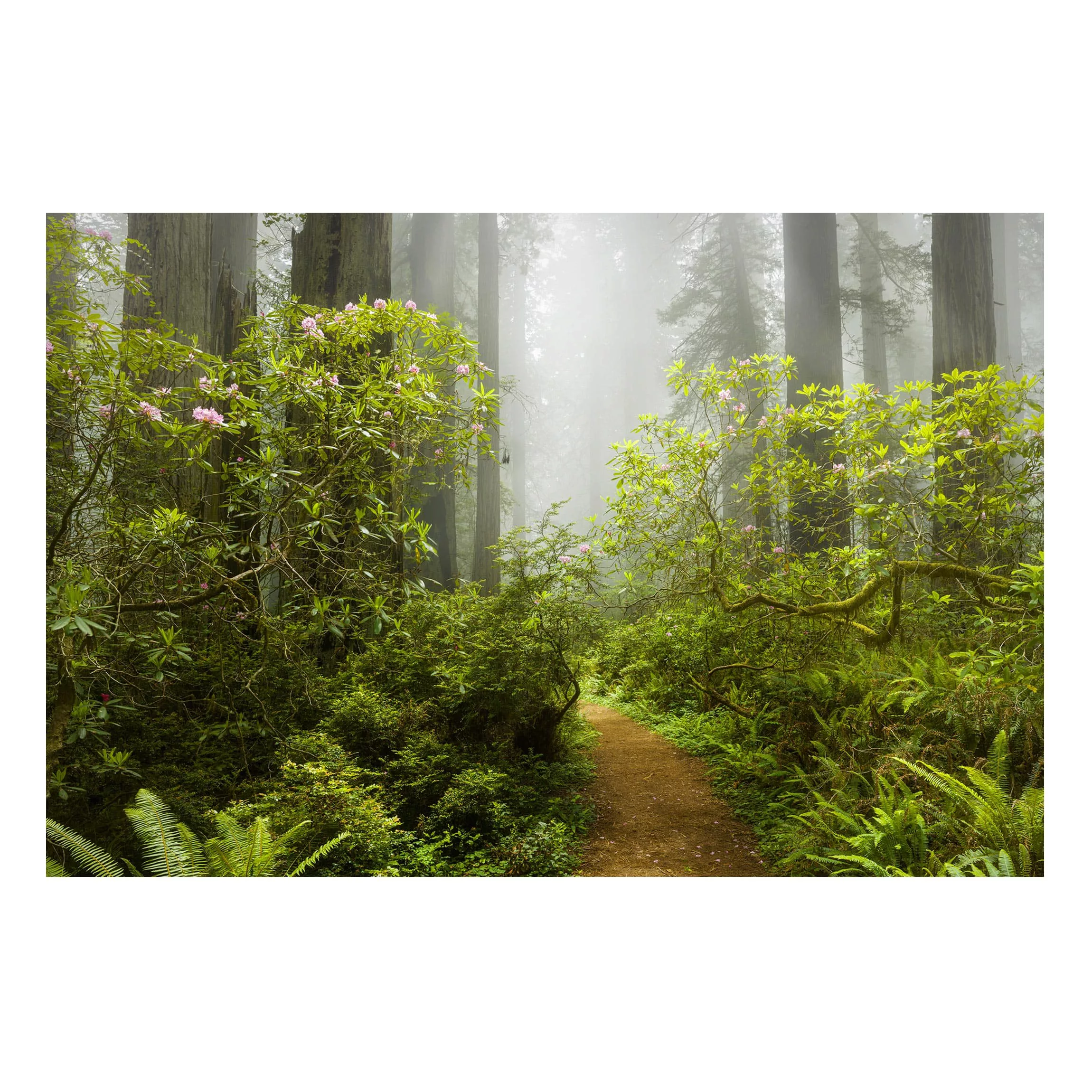 Magnettafel Natur & Landschaft - Querformat 3:2 Nebliger Waldpfad günstig online kaufen