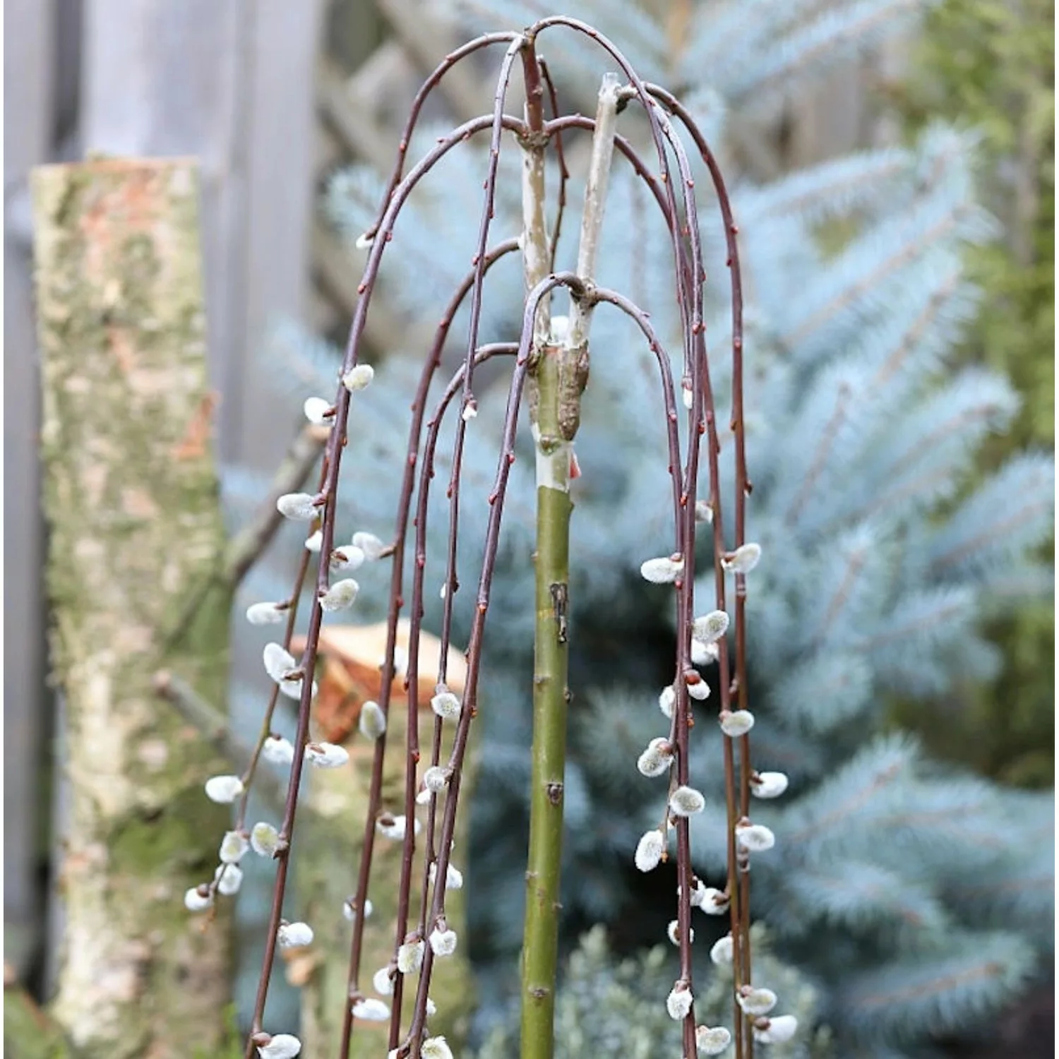 Hochstamm Hängende Kätzchenweide 100-125cm - Salix caprea günstig online kaufen