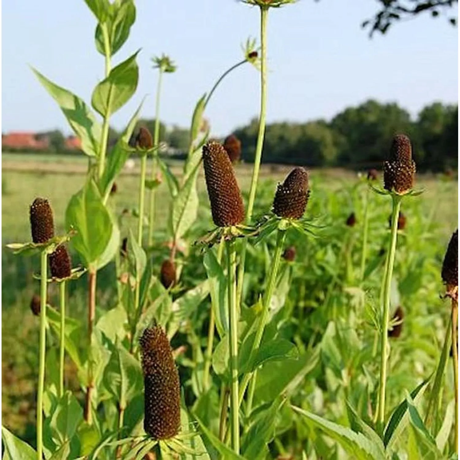 Westlicher Sonnenhut Green Wizard - Rudbeckia occidentalis günstig online kaufen