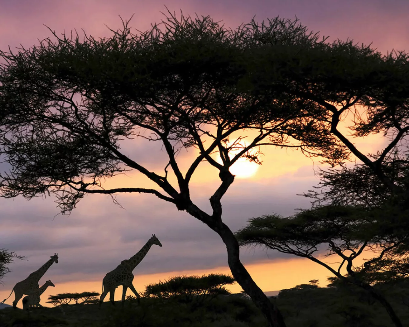 Fototapete "Giraffen" 3,00x2,50 m / Glattvlies Brillant günstig online kaufen