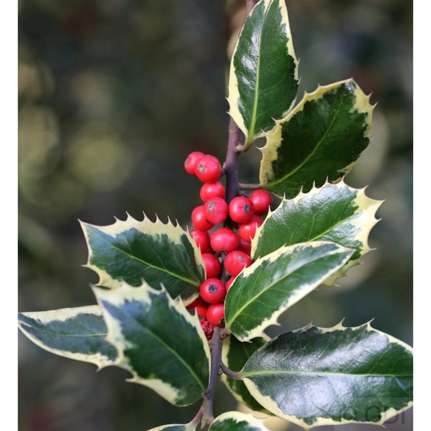 Hochstamm Weißbunte Stechpalme Ilex Argentea Marginata 80-100cm - ilex aqui günstig online kaufen