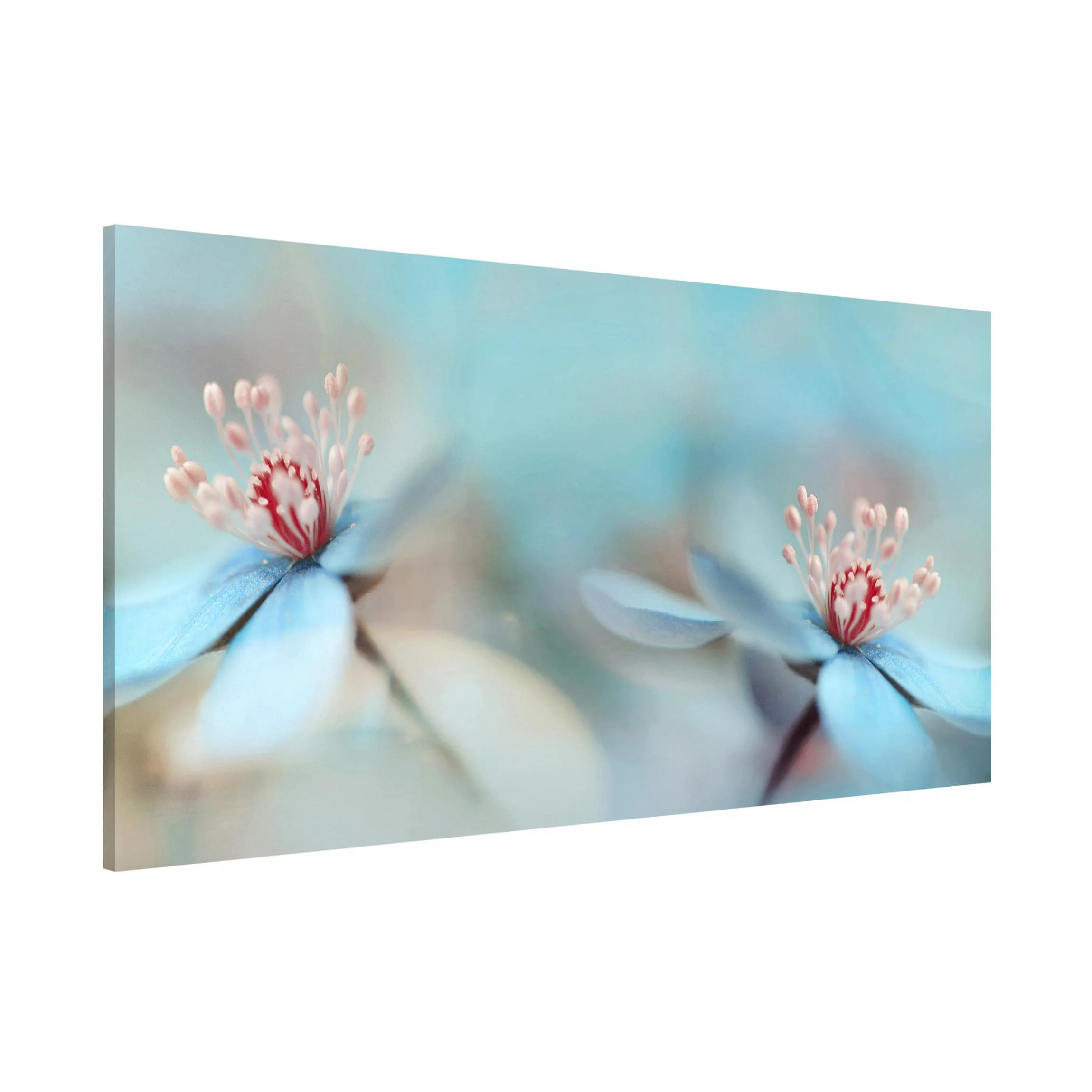 Magnettafel Blumen - Querformat 2:1 Blüten in Hellblau günstig online kaufen
