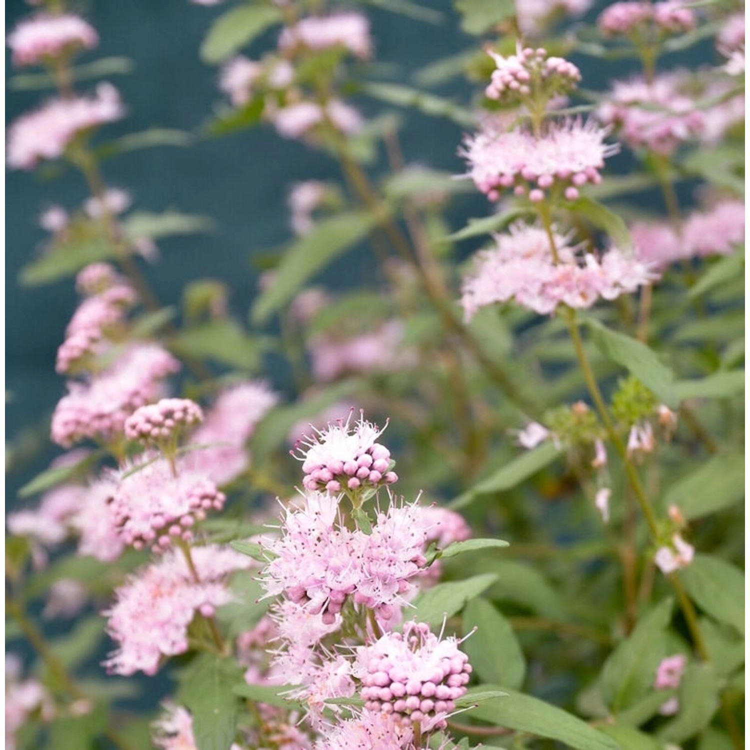 Bartblume Stephi 30-40cm - Caryopteris clandonensis günstig online kaufen