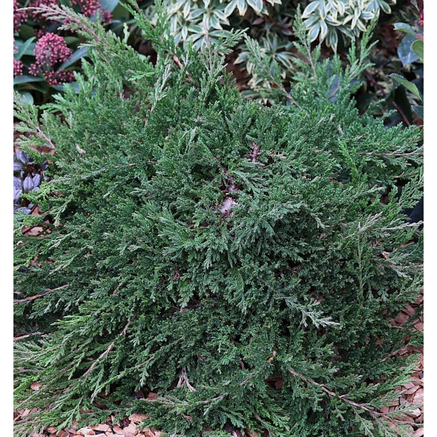 Teppichwacholder Wiltonii 20-30cm - Juniperus horizontalis günstig online kaufen