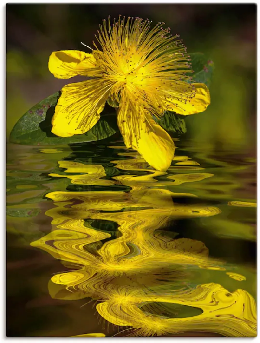 Artland Leinwandbild "Wasserblüte - Johanniskraut", Spa Bilder, (1 St.) günstig online kaufen