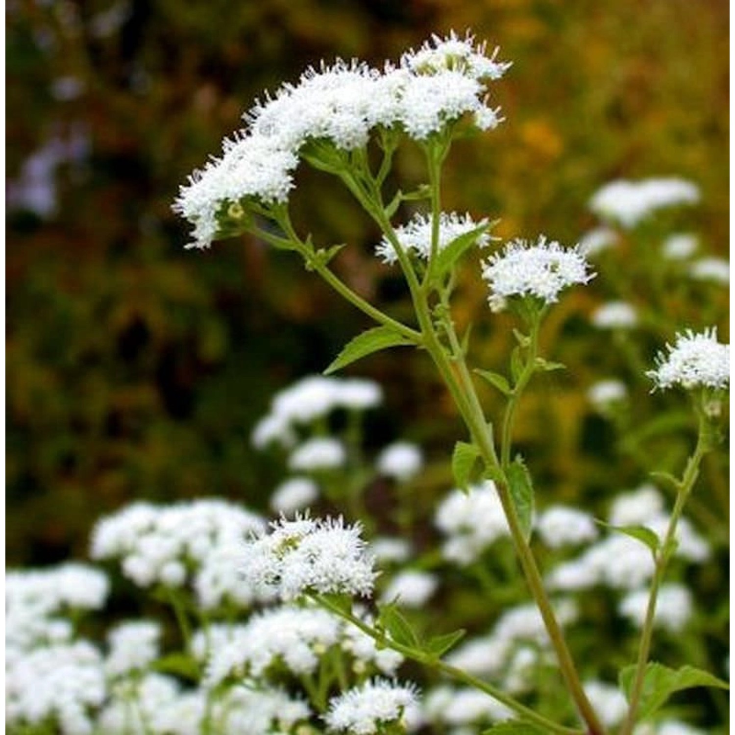 Kleiner Wasserdost - Eupatorium rugosum günstig online kaufen