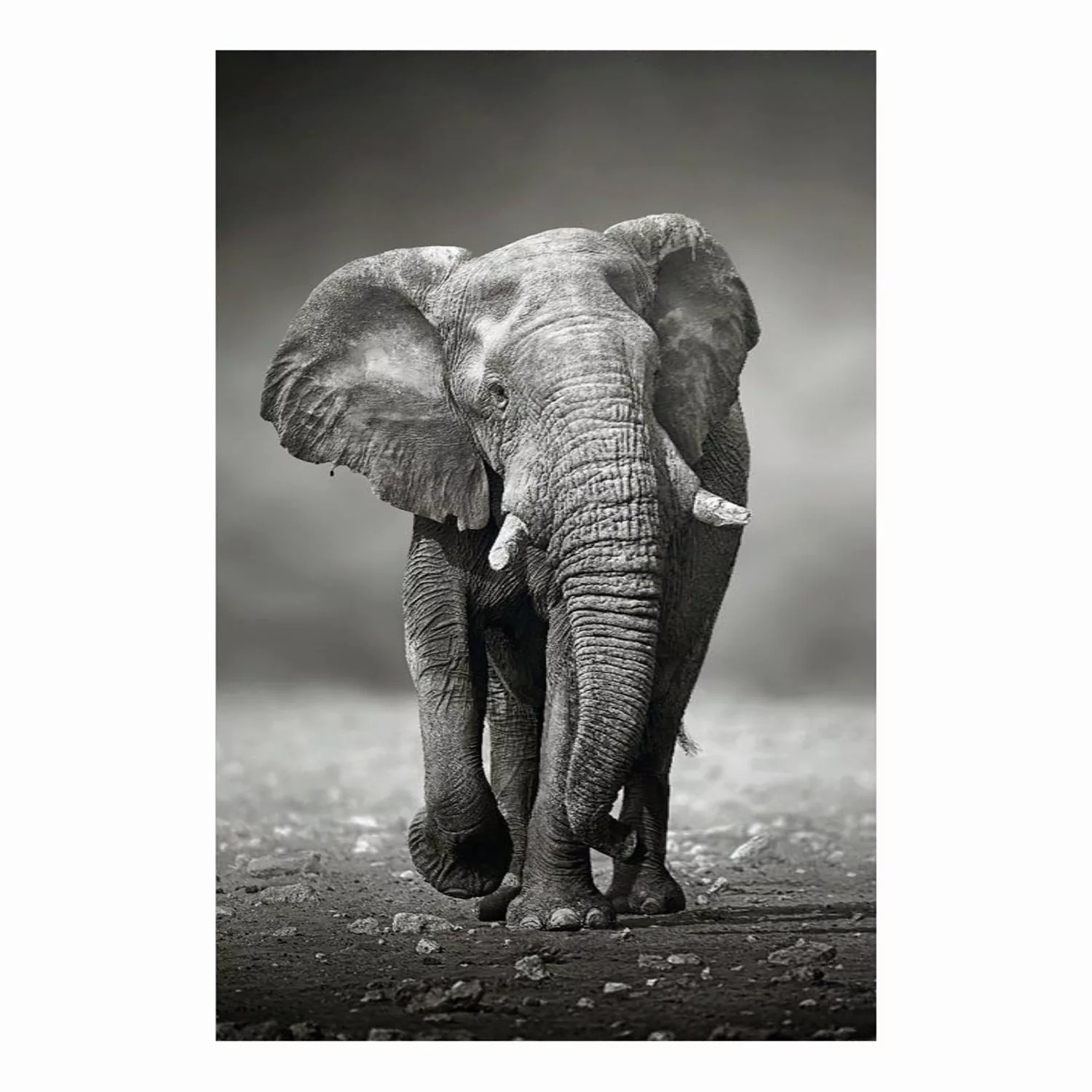 home24 Bild Elefant Wanderung günstig online kaufen