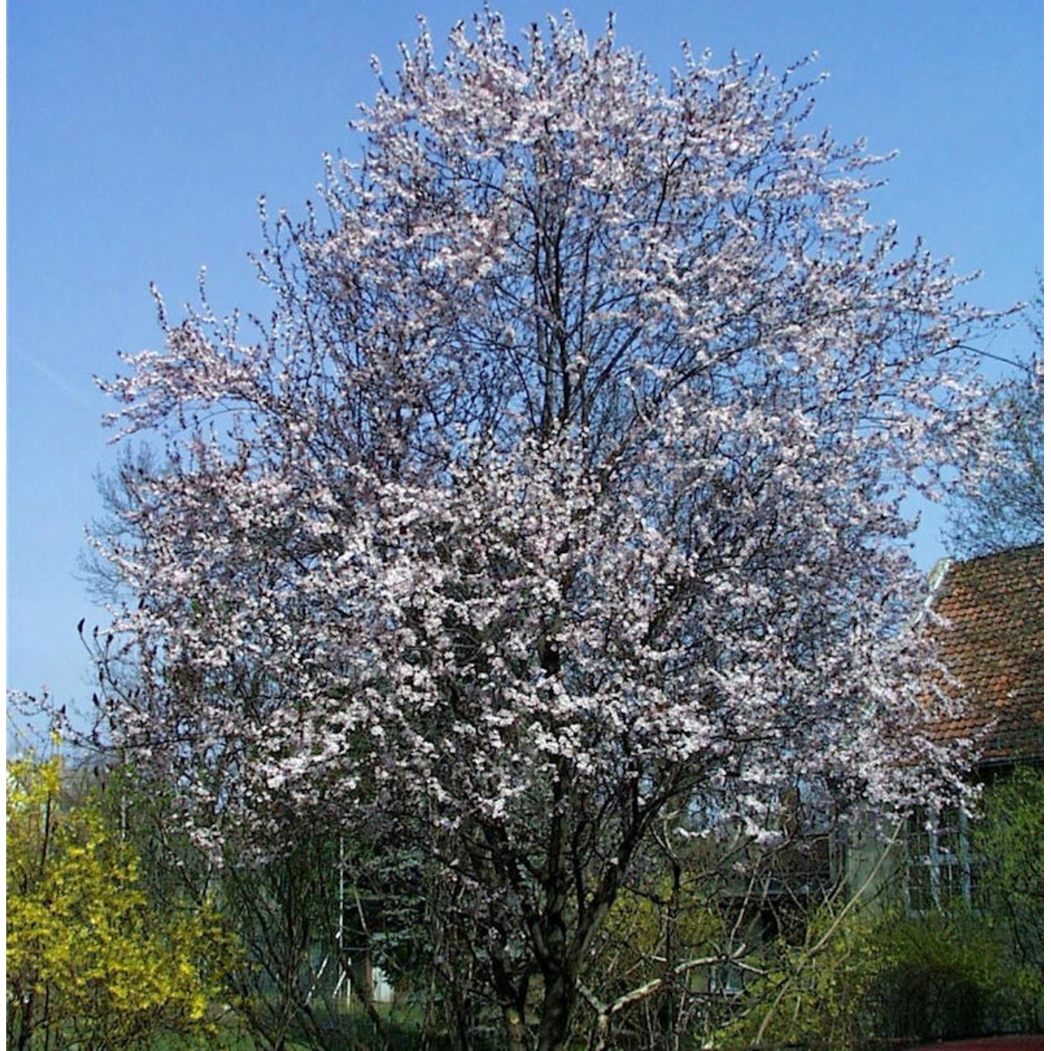 Blutpflaume Woodii 100-125cm - Prunus cerasifera günstig online kaufen