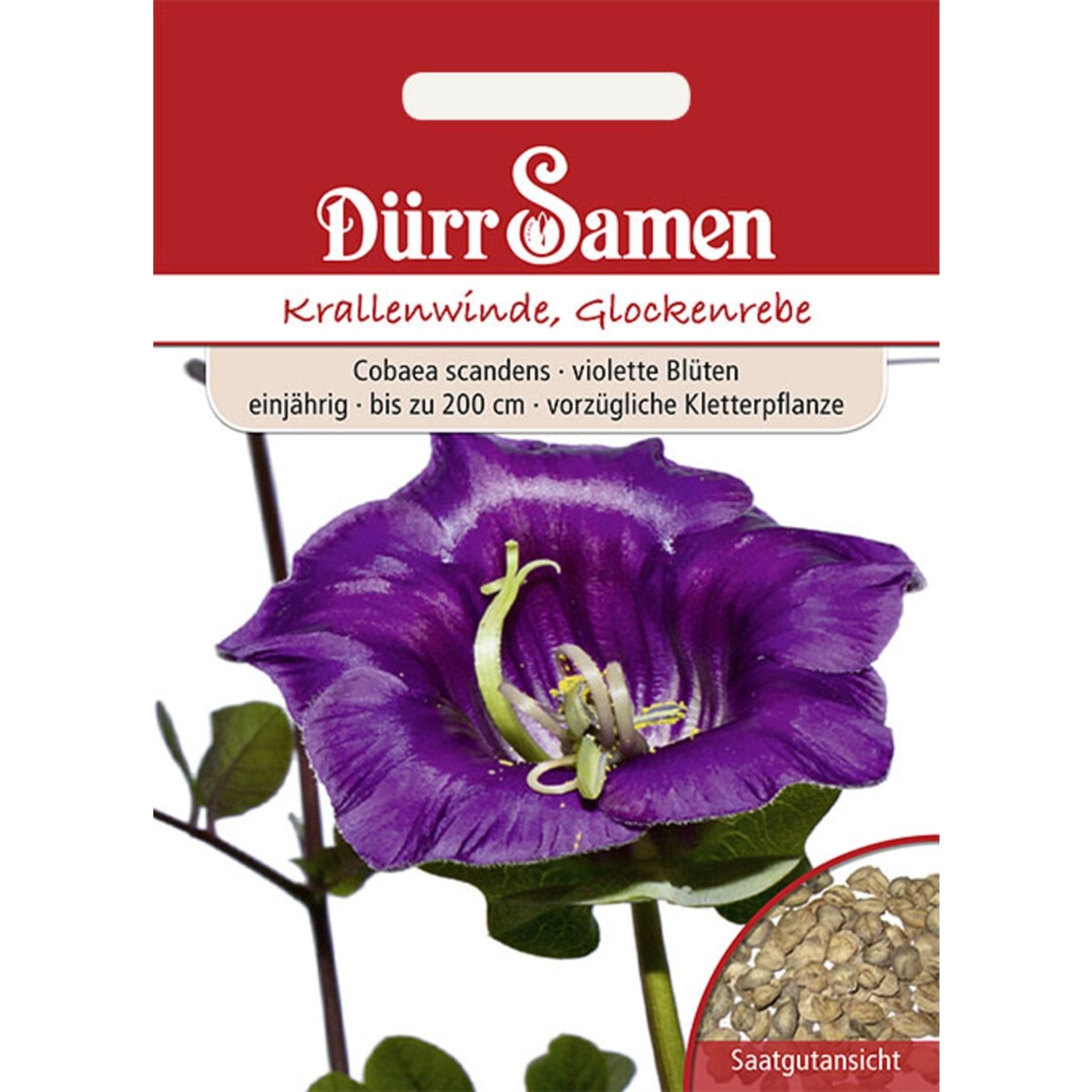 Dürr Samen Krallenwinde Glockenrebe Violett Einjährig Saatgut günstig online kaufen