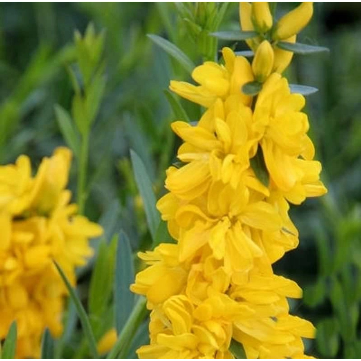 Gefüllter Färberginster 20-30cm - Genista tinctoria günstig online kaufen