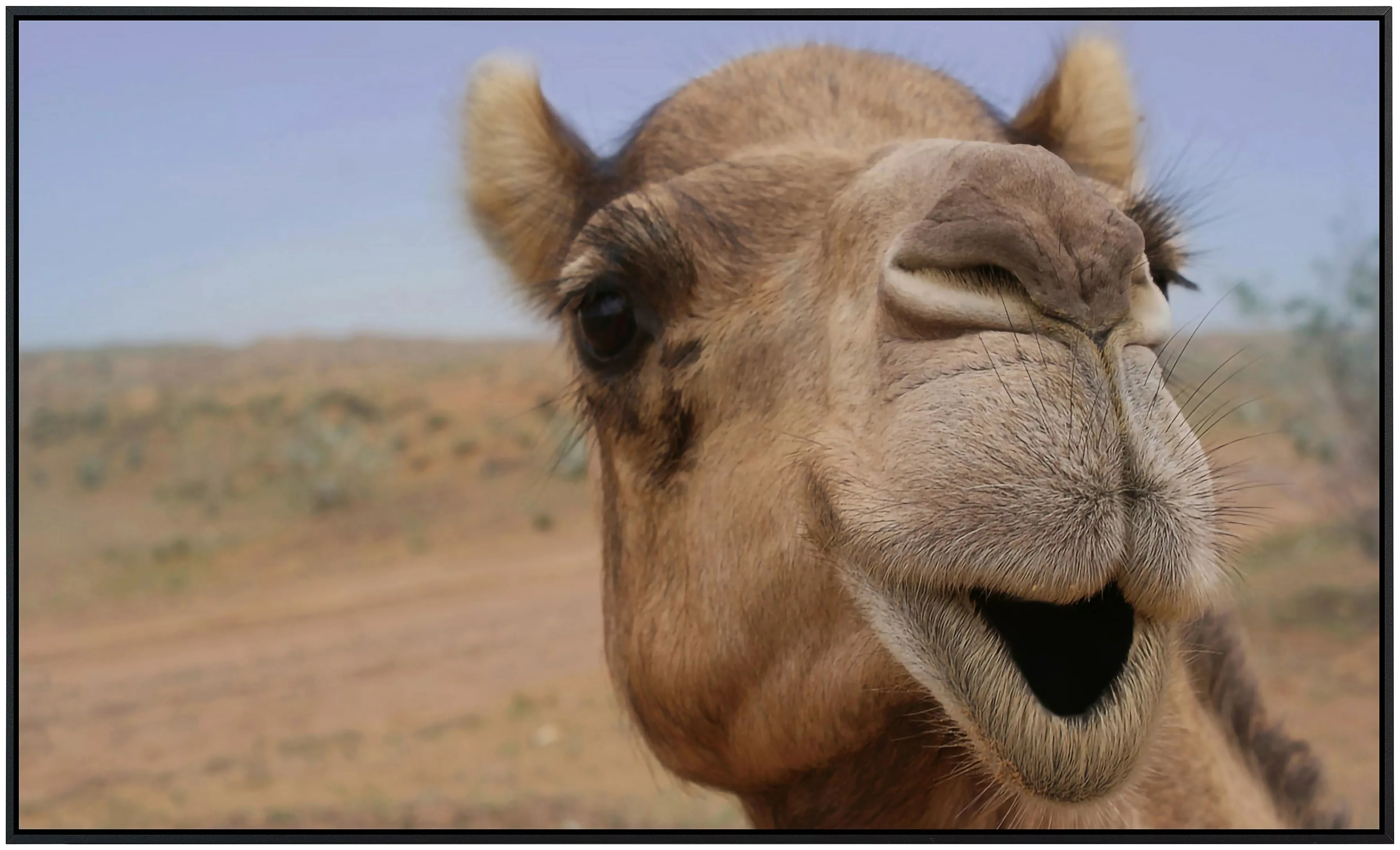Papermoon Infrarotheizung »Kamel« günstig online kaufen