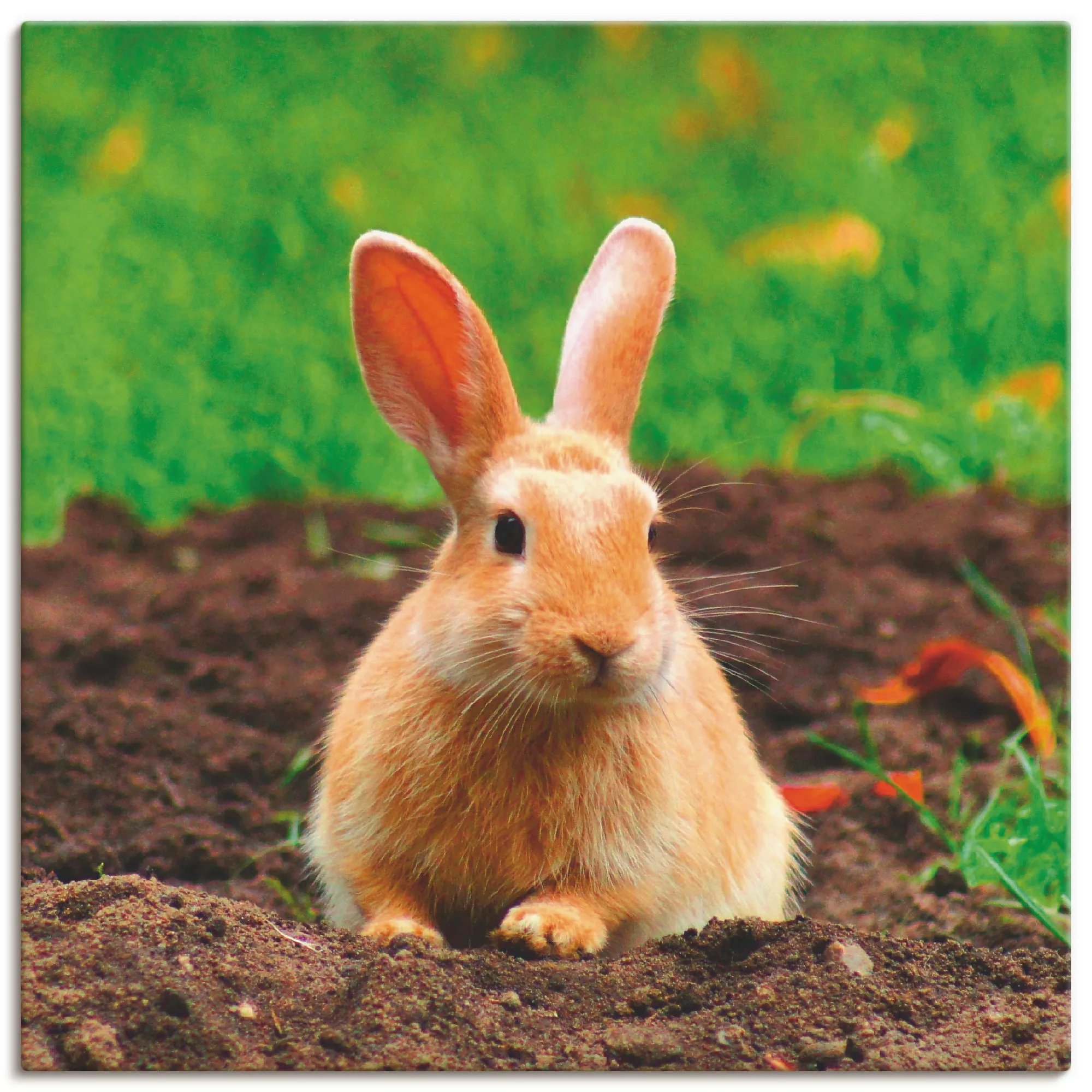 Artland Wandbild "Glückliches Zwergkaninchen", Wildtiere, (1 St.), als Lein günstig online kaufen