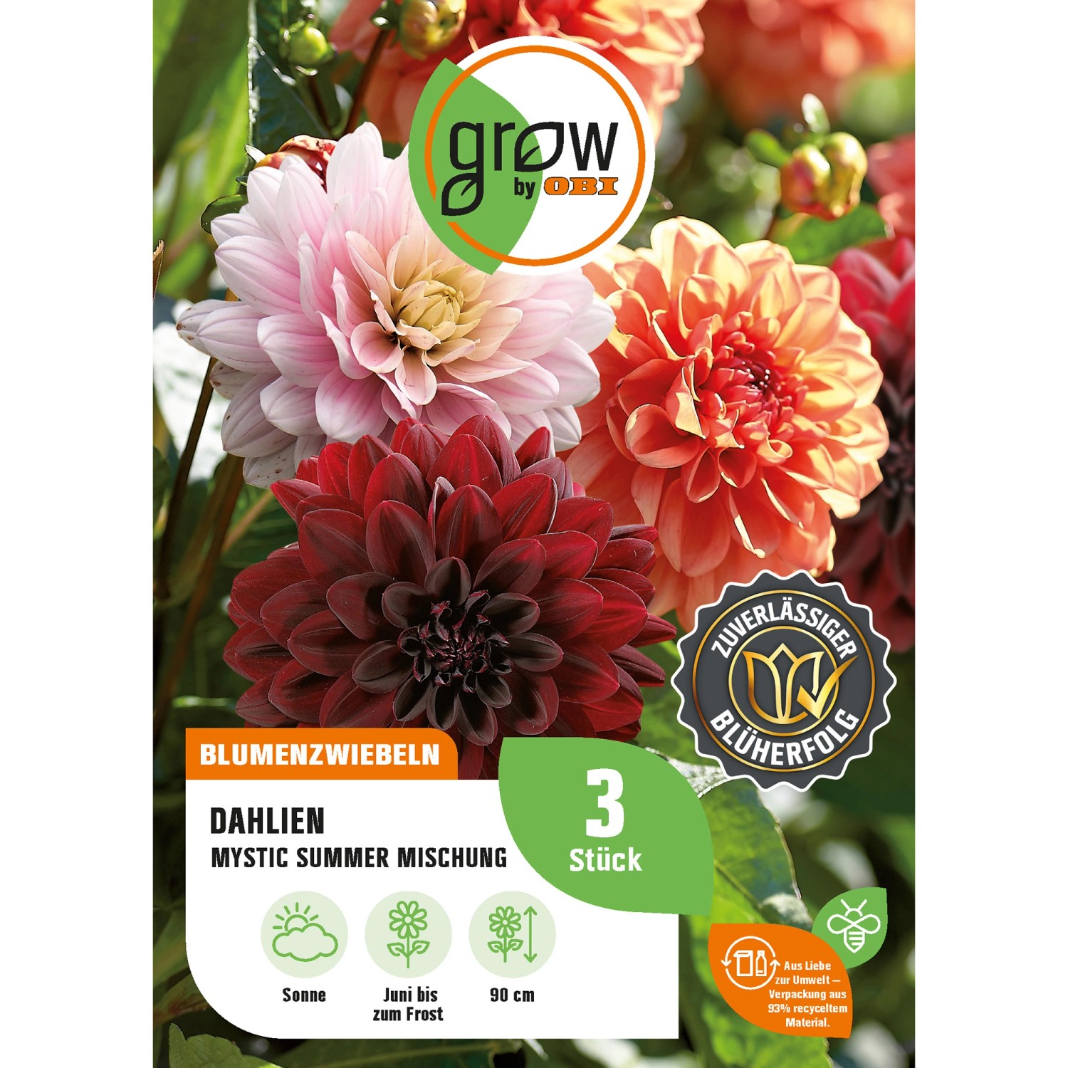 GROW by OBI Dahlien-Kollektion Mystic Summer Höhe ca. 90 cm günstig online kaufen