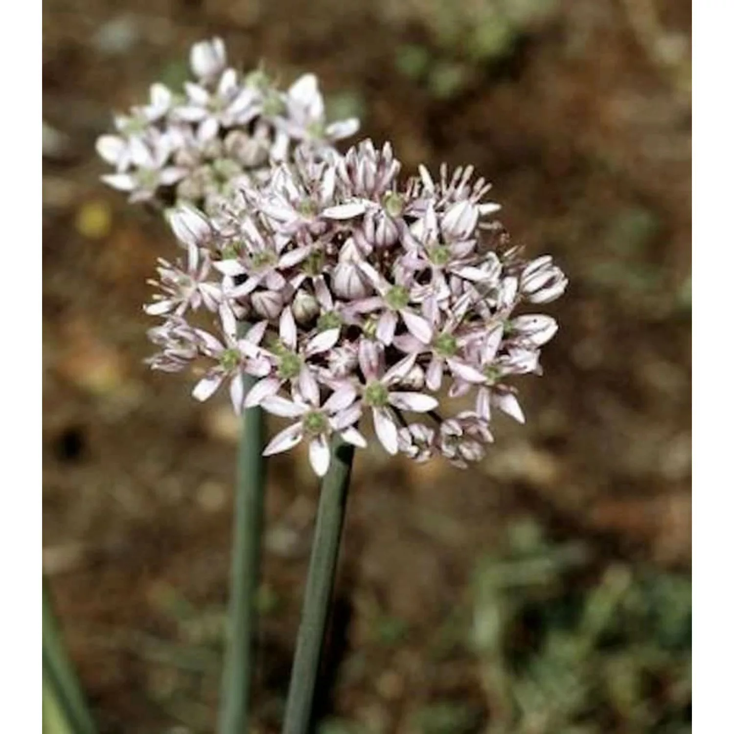 Zier Lauch - Allium nigrum günstig online kaufen