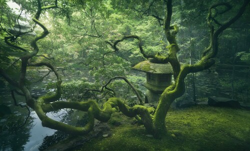 Papermoon Fototapete »Photo-Art JAVIER DE LA, JAPANISCHER BAUM« günstig online kaufen