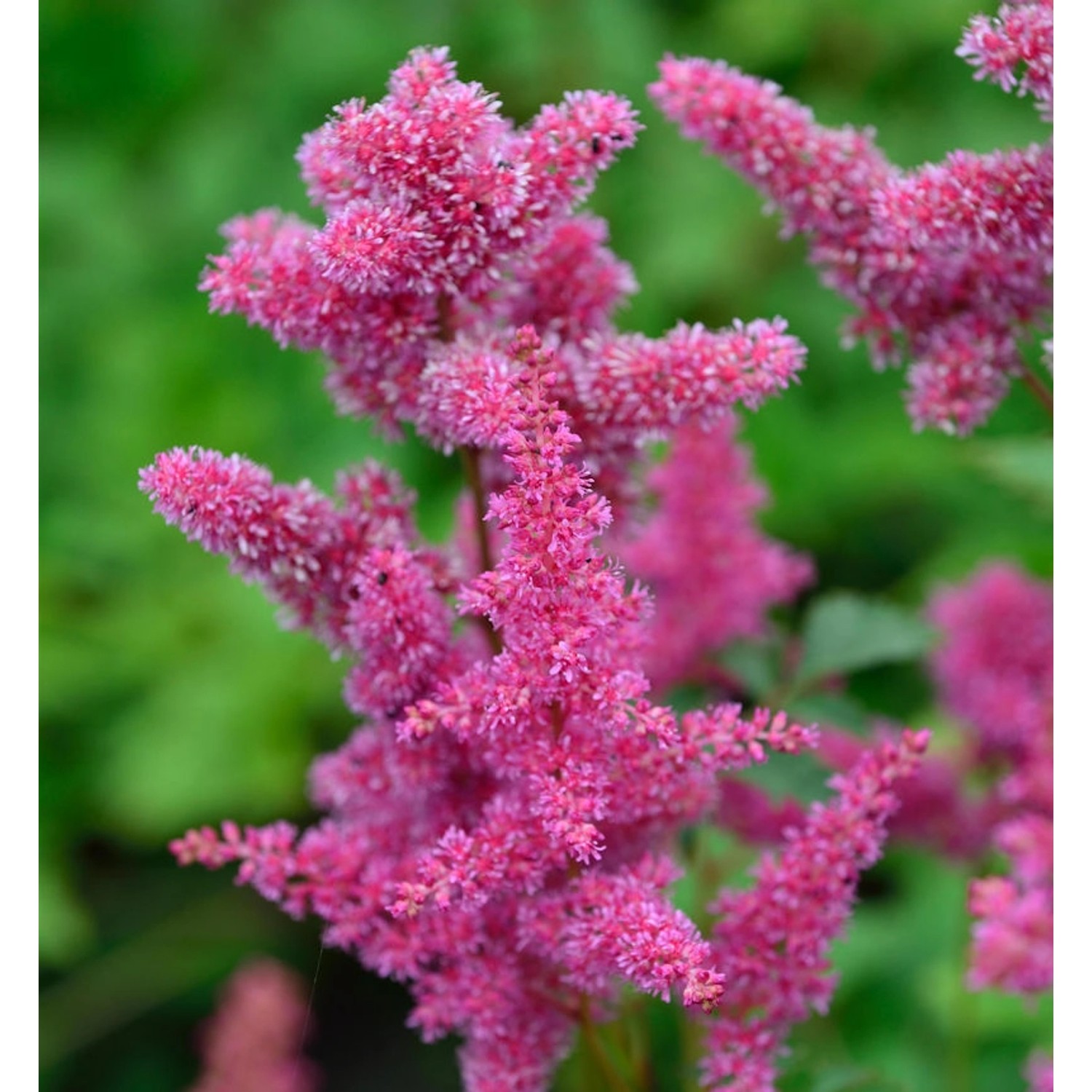 Prachtspiere Bremen - Astilbe japonica günstig online kaufen