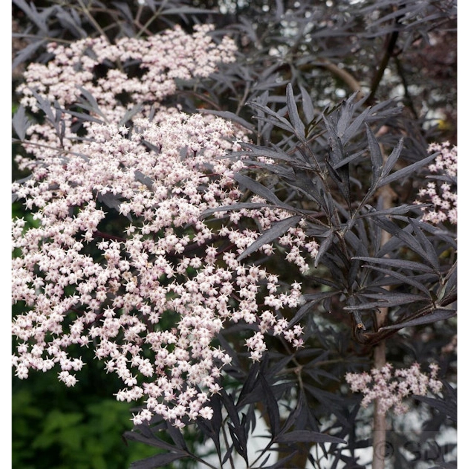 Hochstamm Schwarzer Holunder Black Lace 80-100cm - Sambucus nigra günstig online kaufen