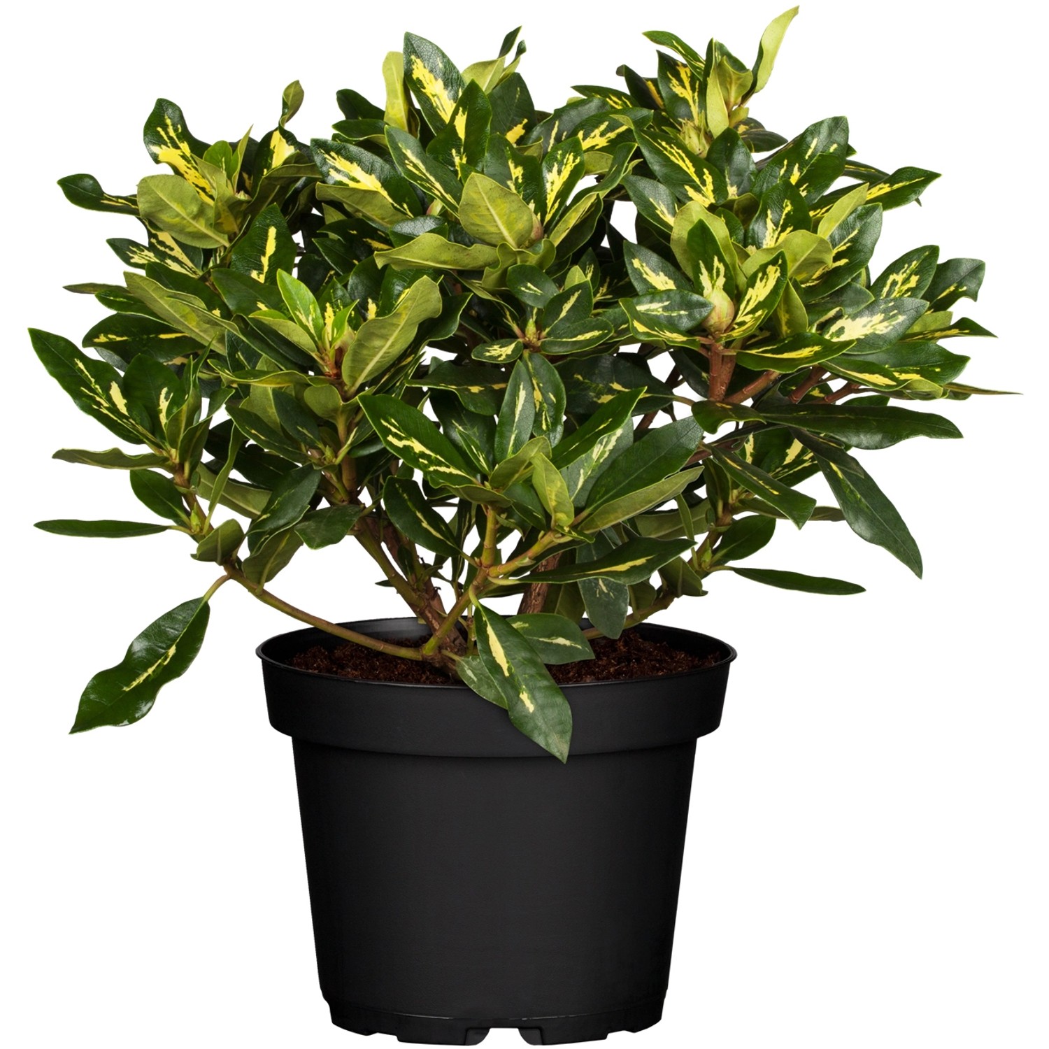 OBI Rhododendron Goldflimmer Rosa Höhe 30 - 40 cm Topf ca. 5 l günstig online kaufen