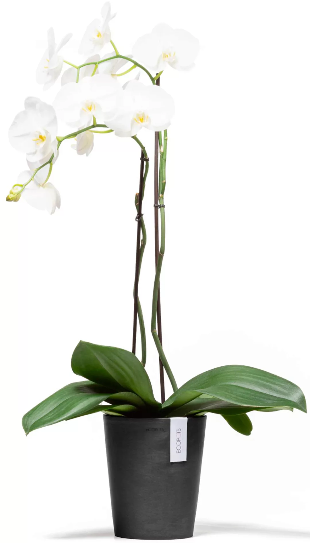 ECOPOTS Blumentopf "Morinda Orchidee 17 Dunkelgrau", für den Innenbereich günstig online kaufen