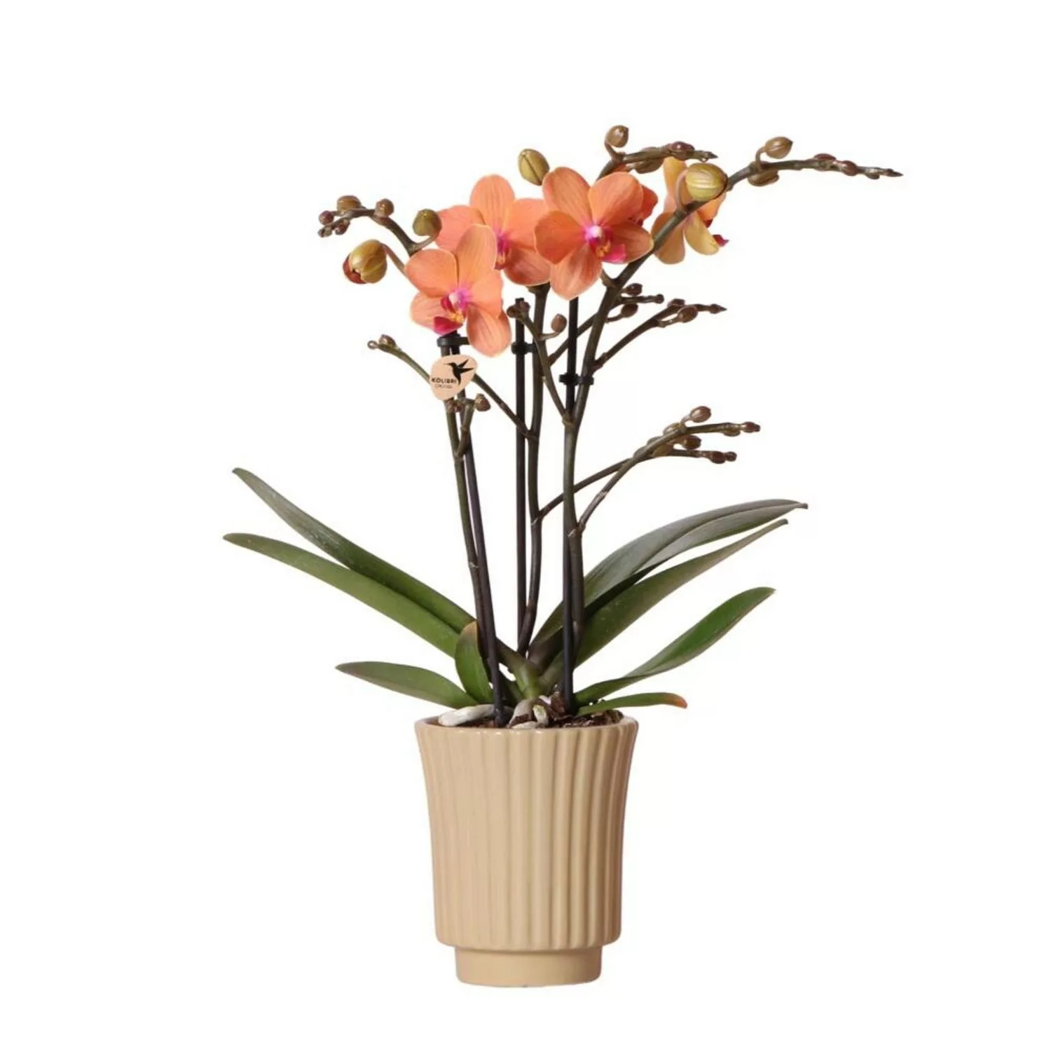 Kolibri Orchids Orange Phalaenopsis Orchidee Mineral Bolzano & Retro Khaki günstig online kaufen