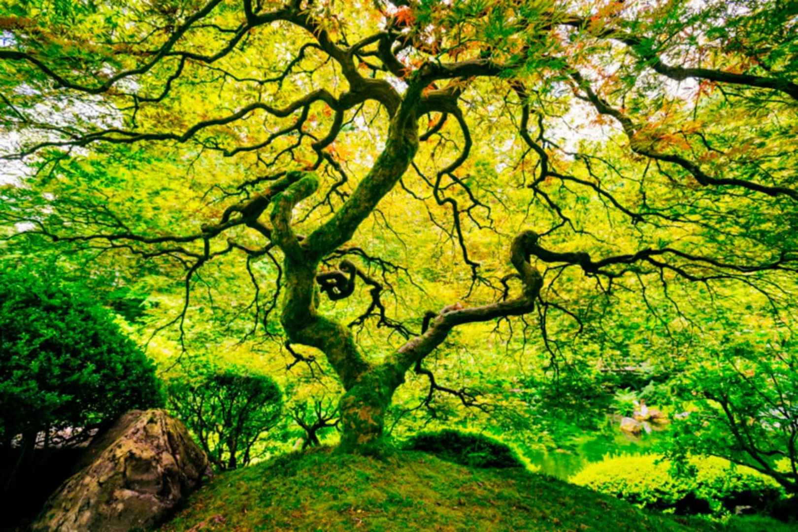Papermoon Fototapete »Japanese Maple Tree« günstig online kaufen