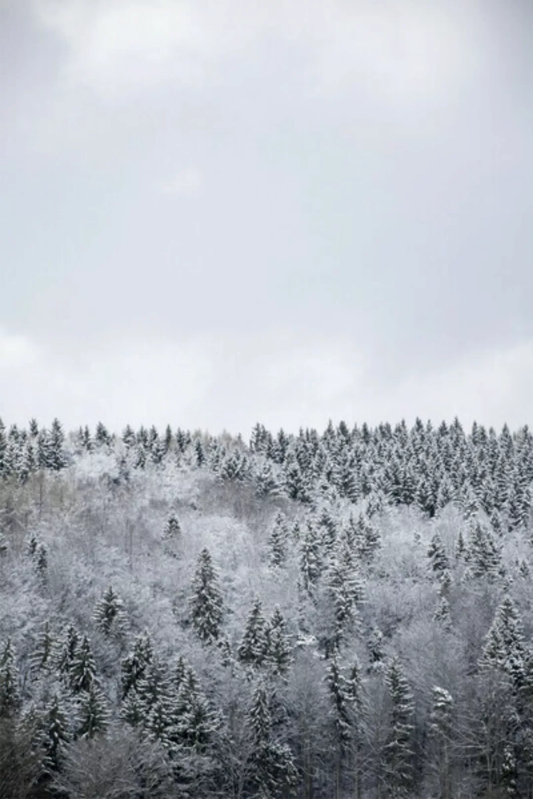 Poster / Leinwandbild - White Winter Forest günstig online kaufen