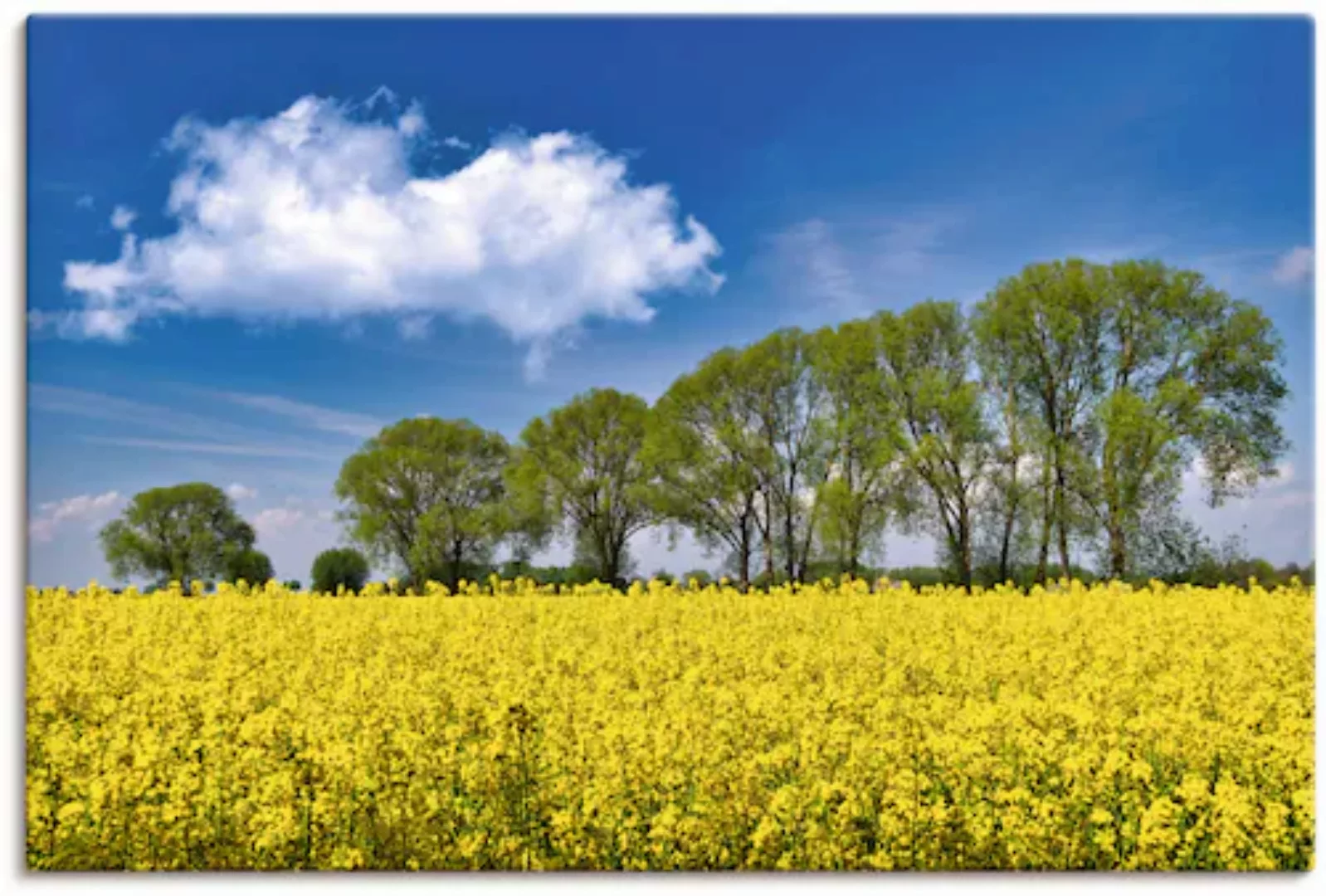 Artland Leinwandbild "Rapsfeld im Frühling", Felder, (1 St.), auf Keilrahme günstig online kaufen