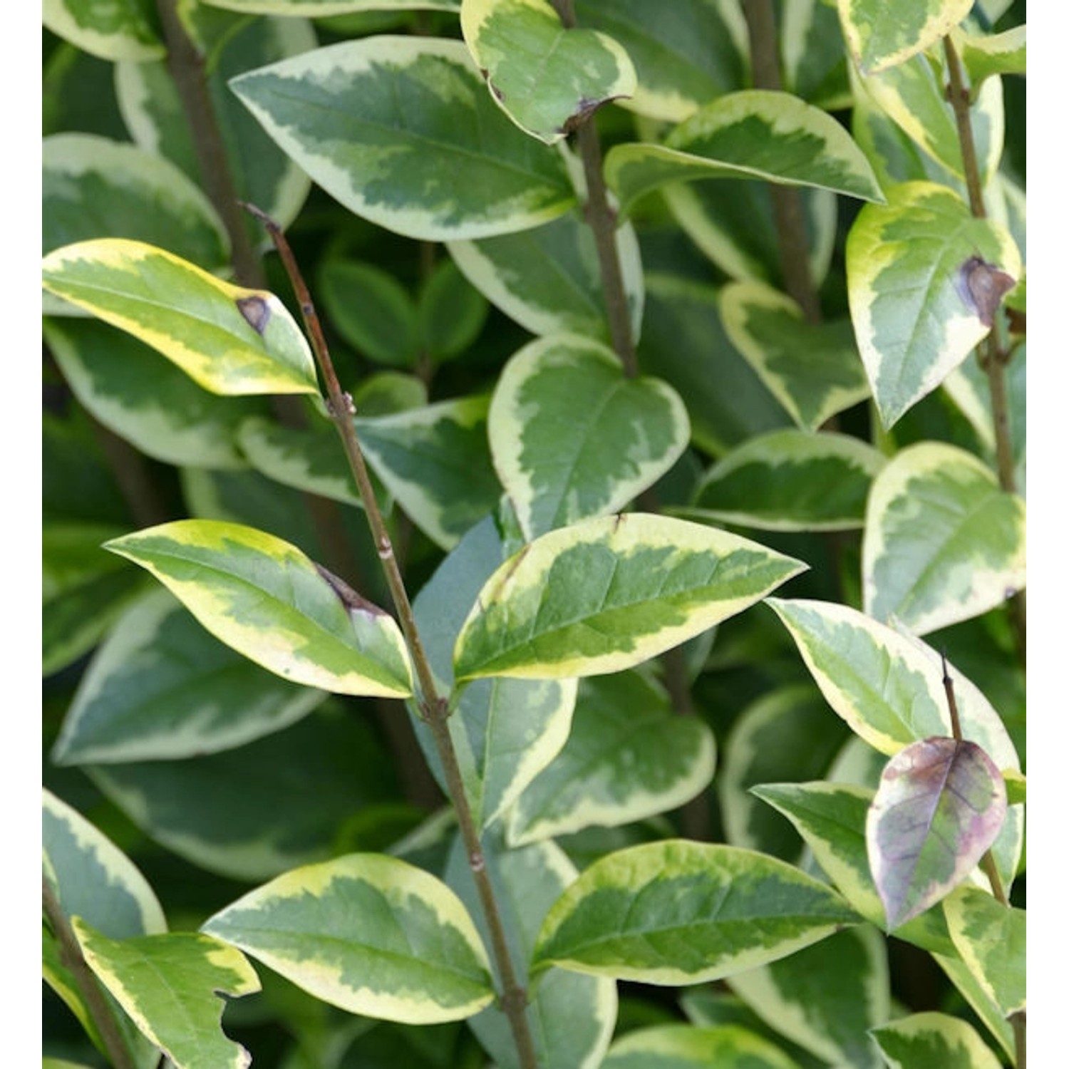 Gold Liguster 125-150cm - Ligustrum ovalifolium günstig online kaufen