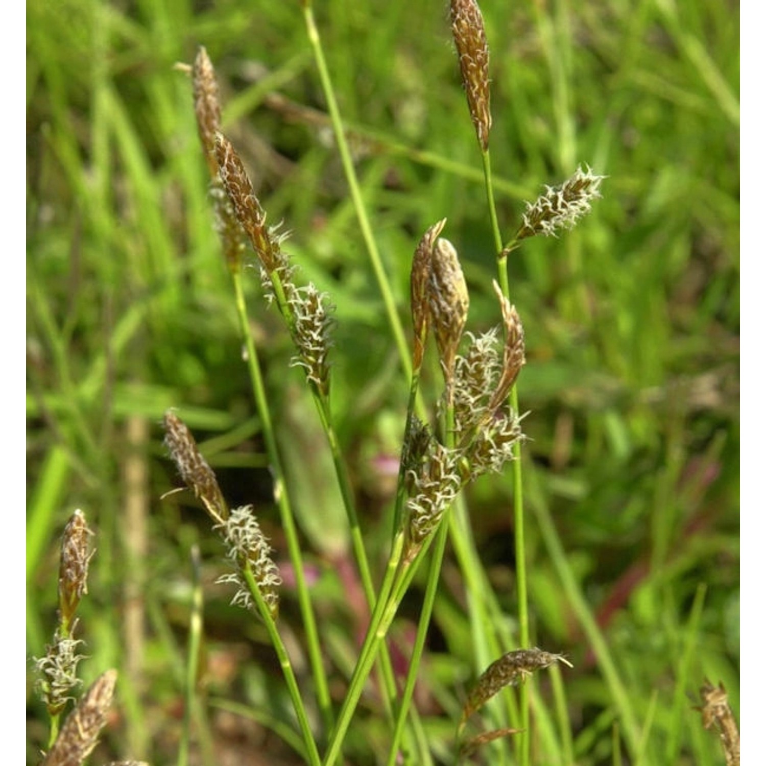 Schattensegge - Carex umbrosa günstig online kaufen