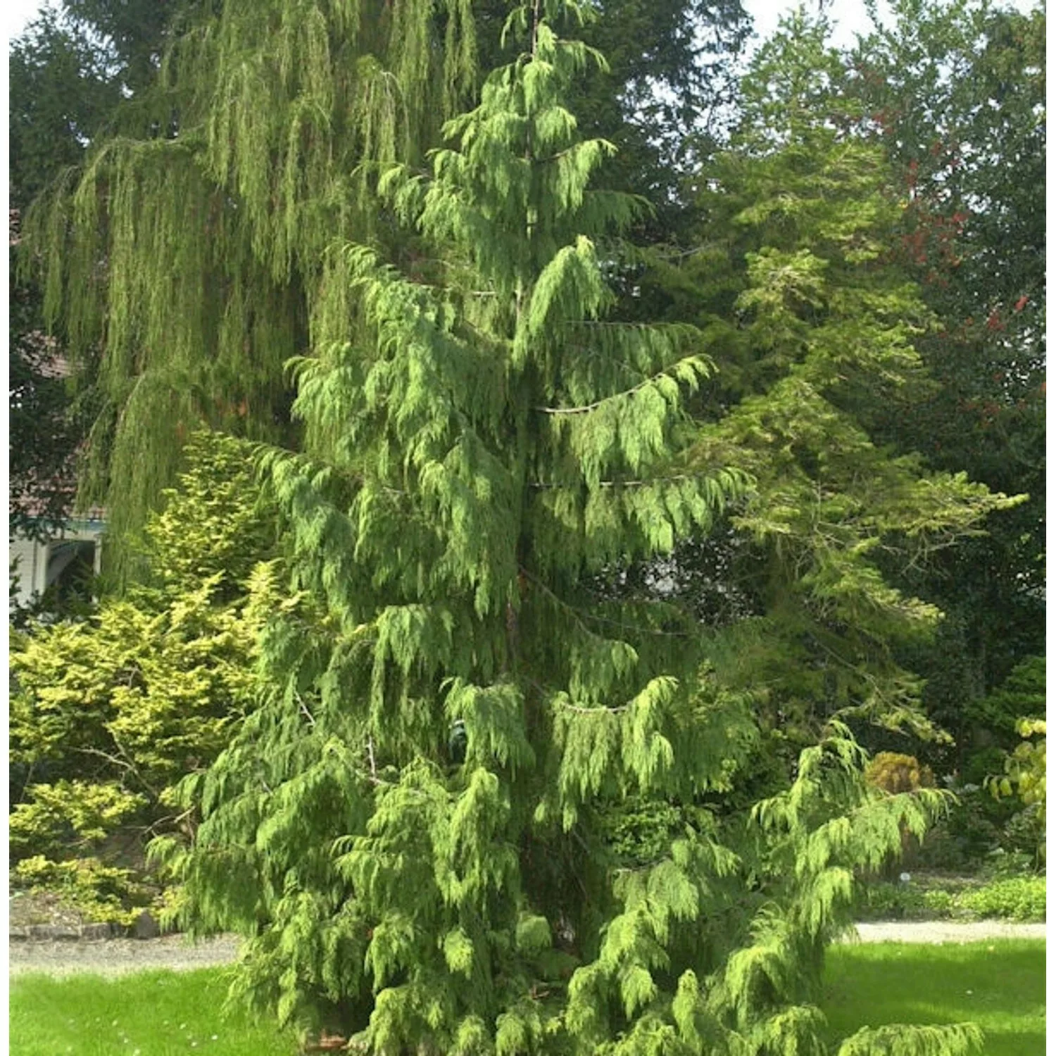 Mähnenzypresse 80-100cm - Chamaecyparis nootkatensis günstig online kaufen