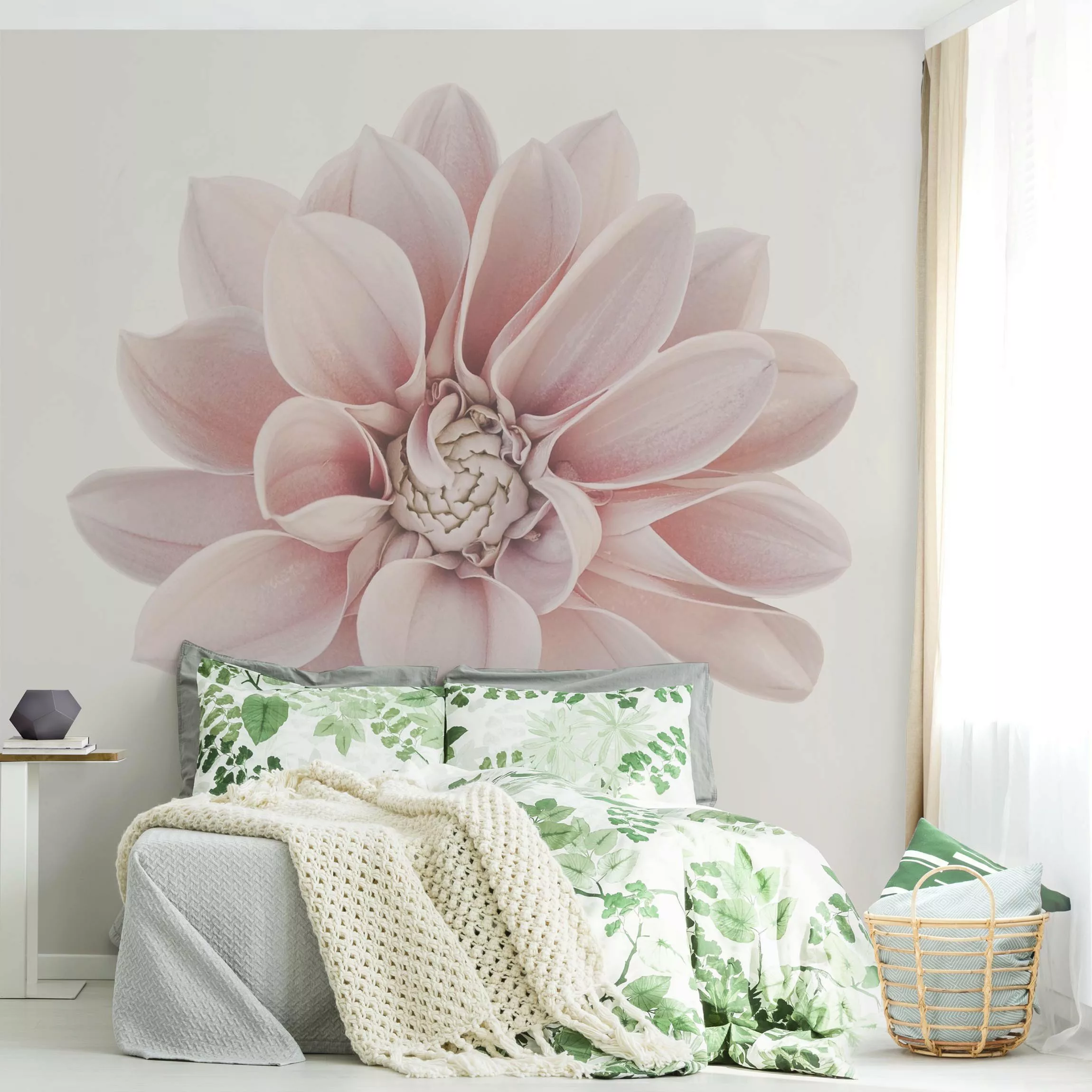 Fototapete Dahlie Blume Pastell Weiß Rosa günstig online kaufen