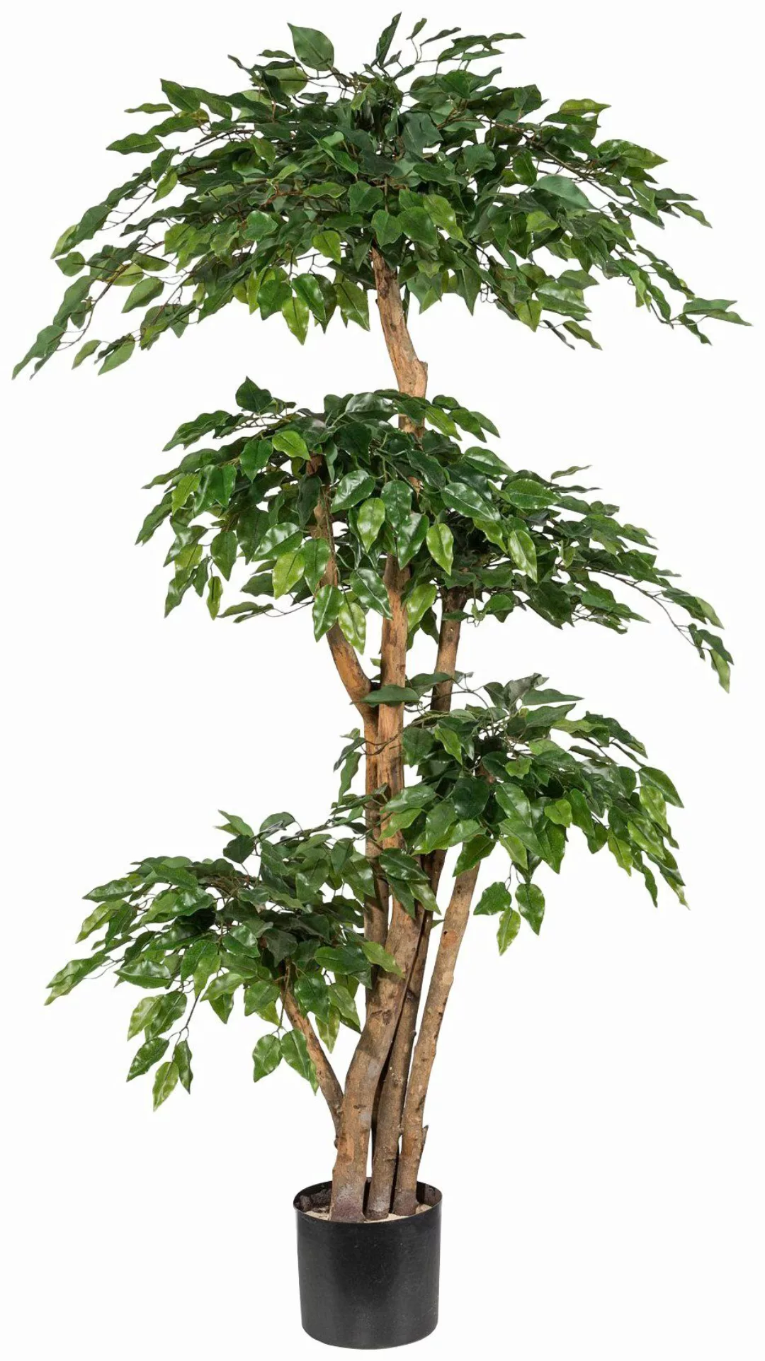 Creativ green Kunstpflanze "Ficus Benjamini" günstig online kaufen