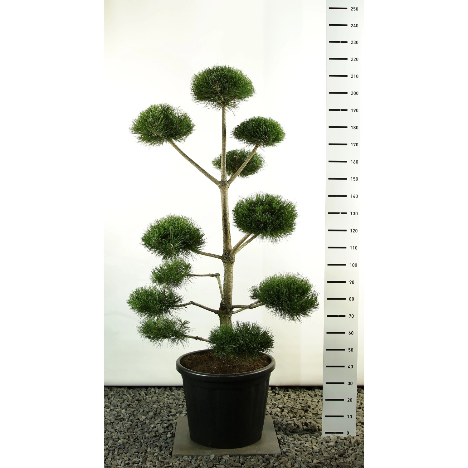 Pflanzen-Boering Pinus sylvestris - Gartenbonsai, (Höhe inkl. Topf: 130-140 günstig online kaufen