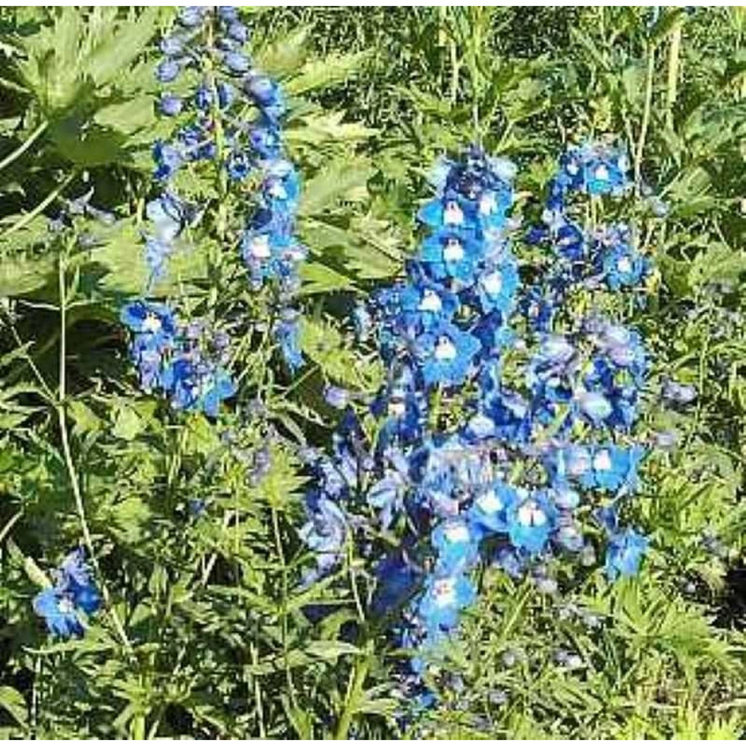 Rittersporn Sternenhimmel - Delphinium belladonna günstig online kaufen