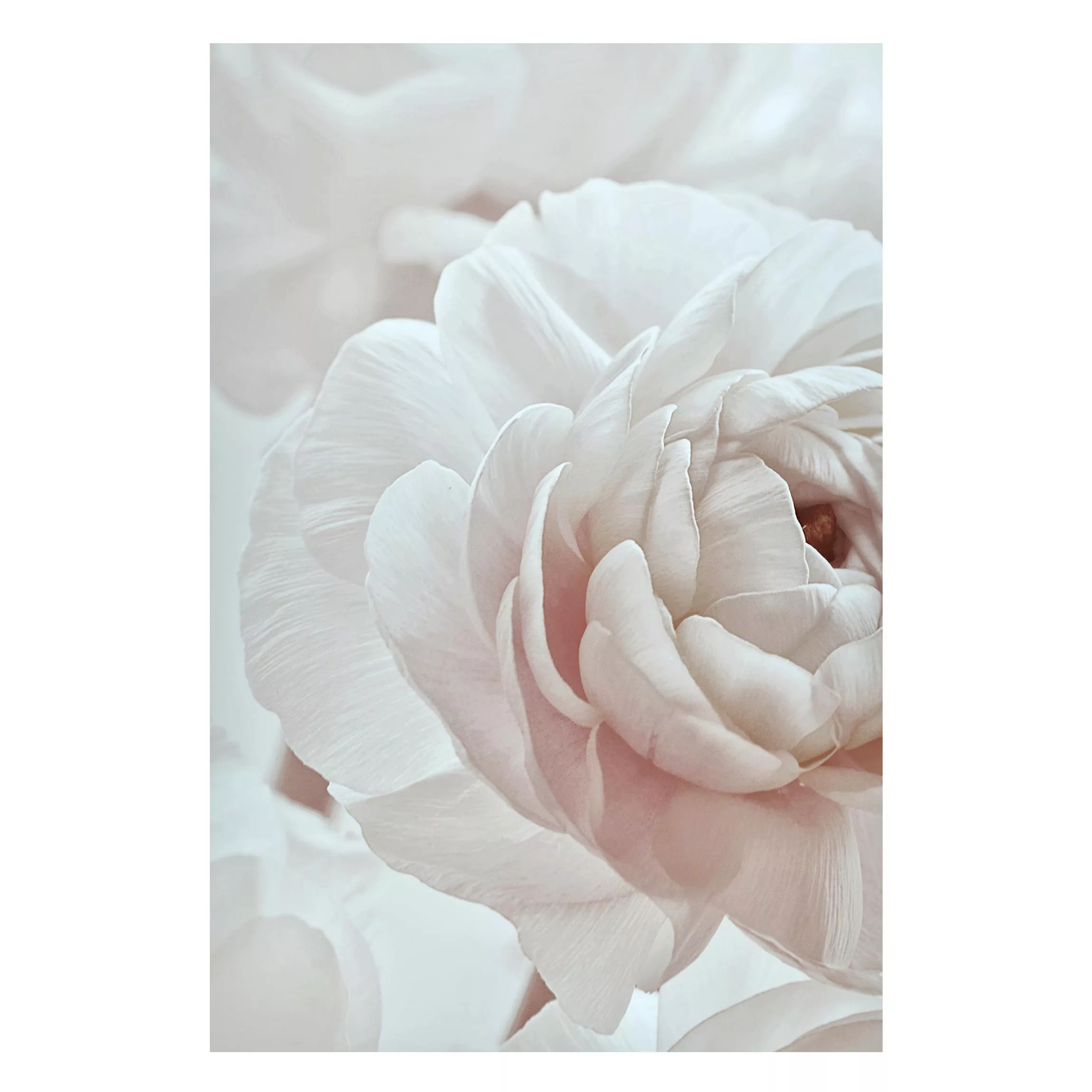 Magnettafel Weiße Blüte im Blütenmeer günstig online kaufen