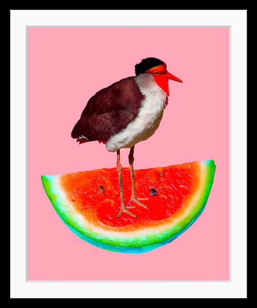 queence Bild "Josi", Wassermelone, gerahmt, Wassermelone, Vogel günstig online kaufen