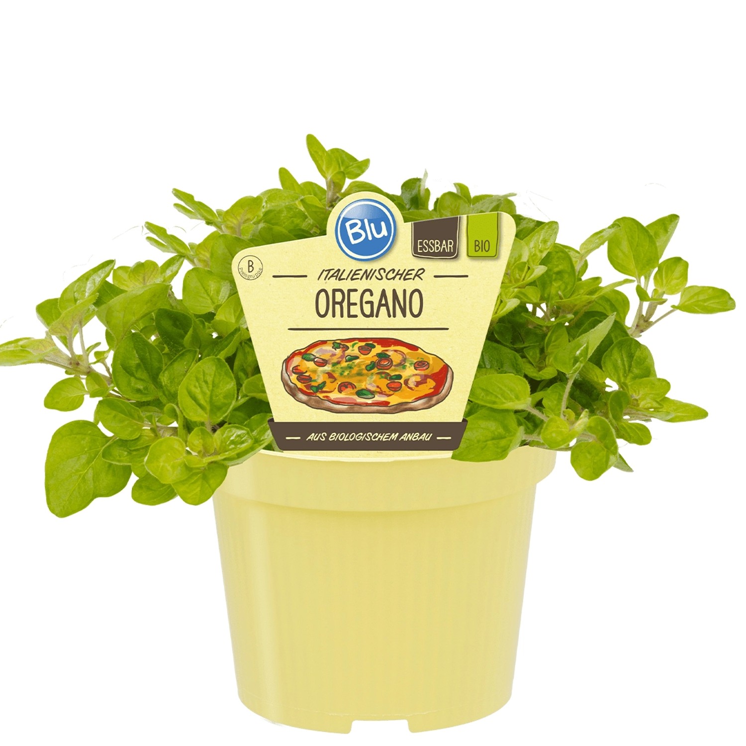 Blu Bio-Oregano Topf-Ø ca. 12 cm Origanum günstig online kaufen