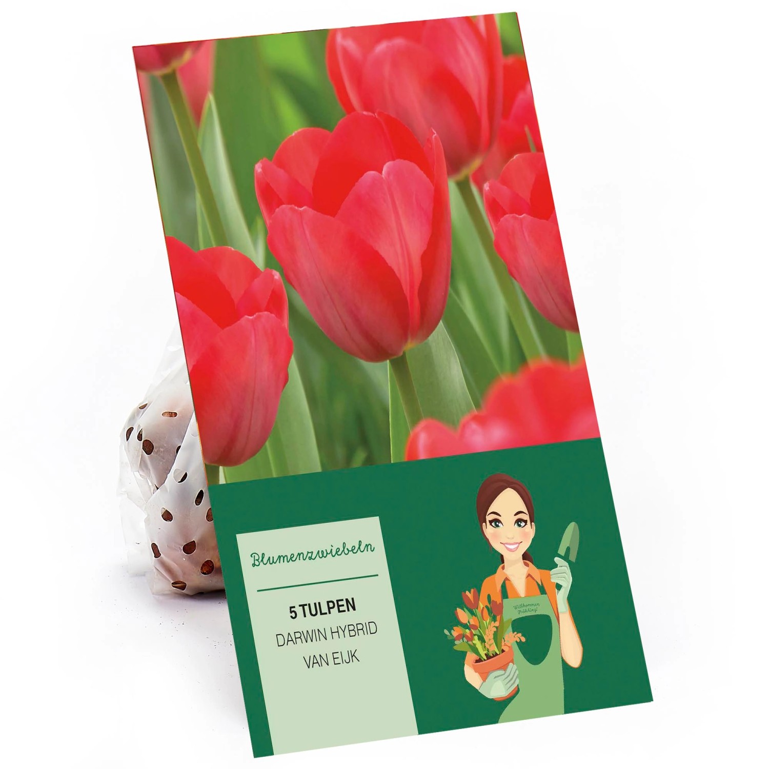 Tulpe Darwin Hybrid Van Eijk Mischung Rosa-Rot 5 Stück Tulipa günstig online kaufen