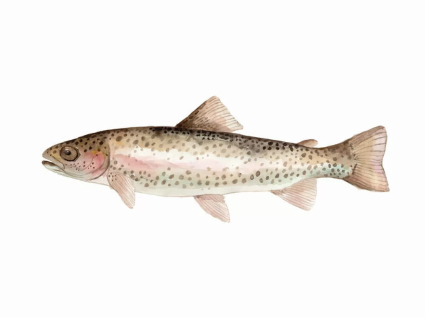 Poster / Leinwandbild - Sea Life - Rainbow Trout günstig online kaufen