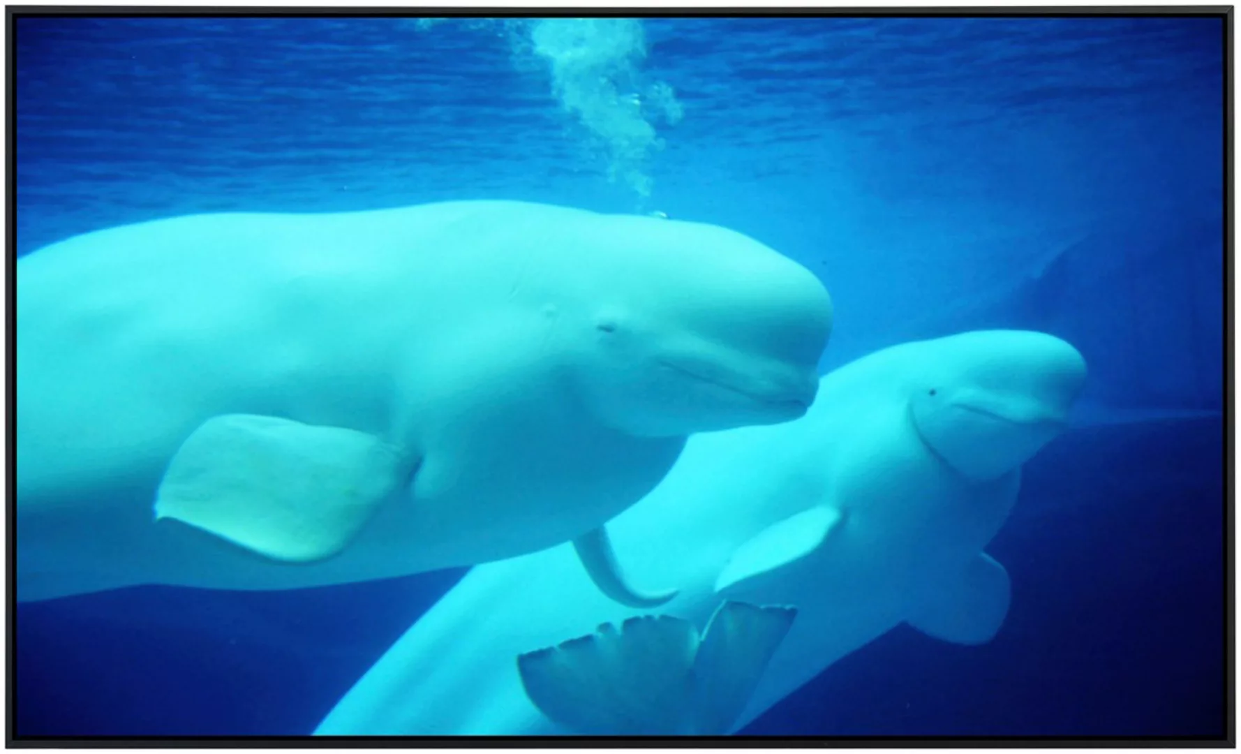 Papermoon Infrarotheizung »Beluga Wale« günstig online kaufen