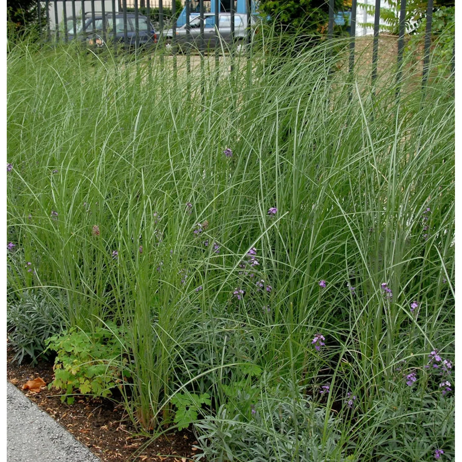 Robustes Chinaschilf - Miscanthus sacchariflorus günstig online kaufen